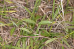 Eastern milkpea